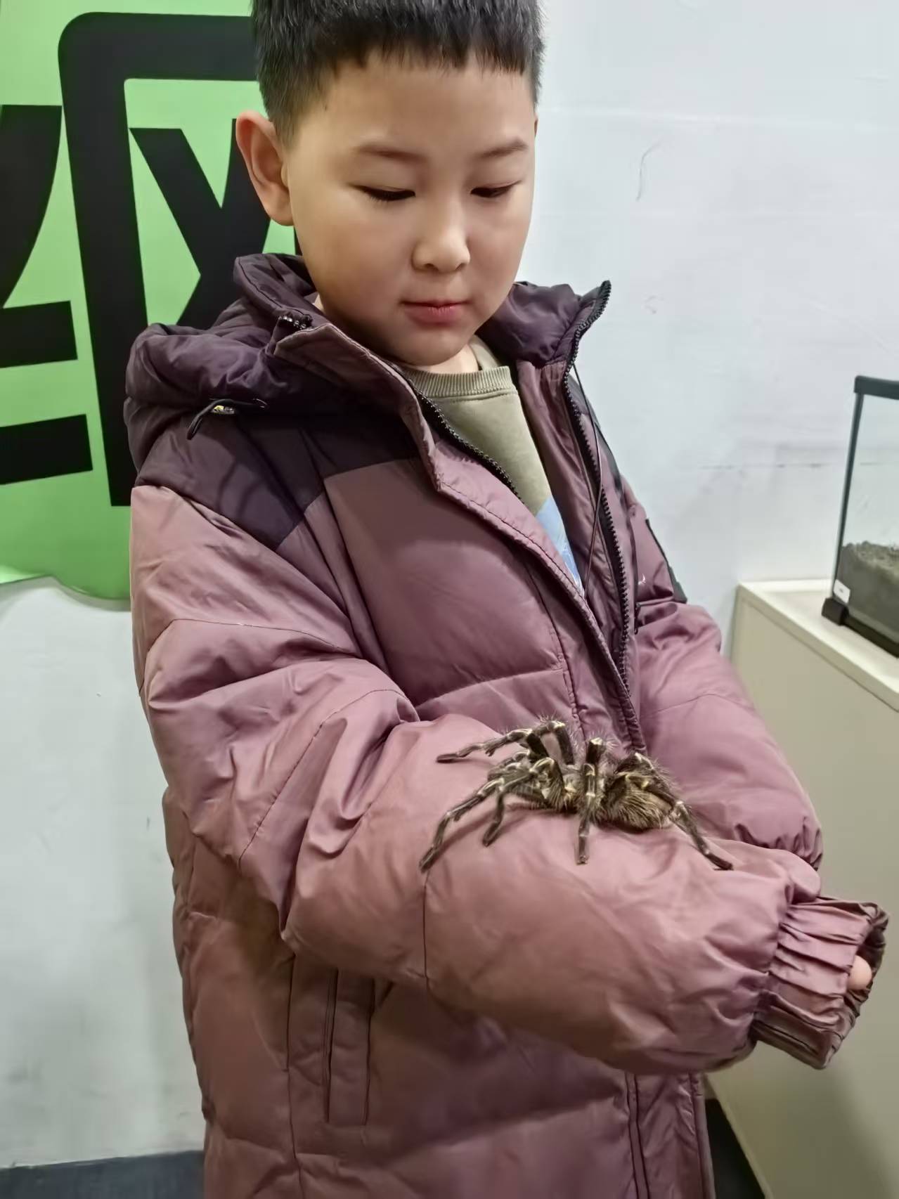 亚马逊狼蛛